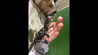 What Sound Does a Baby Alligator Make?