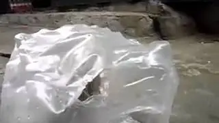 805  x  especially funny kitten empty bag when the nest, so funny! How nice!