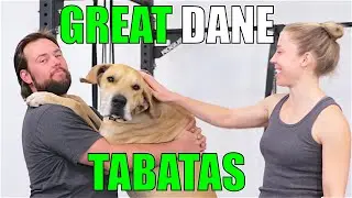 GREAT DANE TABATAS!