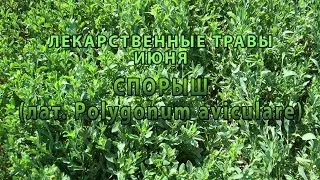Лекарственные растения июня 