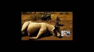 First RARE ALBINO Cape Buffalo! 