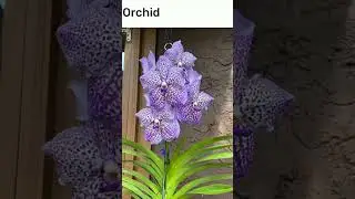 Indoor plants with blue flowers 