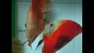 Discus 2007 Part2 How egg turn into fry