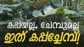 കപ്പയല്ല, ചേമ്പുമല്ലഇത് കപ്പച്ചേമ്പ്!!!