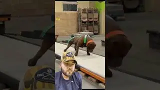 WORKING PIT BULLDOG, CONHEÇA ESSA NOVA RAÇA