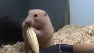 Смешное видео  Приколы с животными