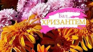 Крым 2024. Бал Хризантем в Никитском Ботаническом саду