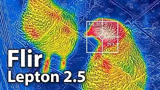 Chickens on the Flir Lepton 2.5 thermal camera using Blackview BV6600 PRO