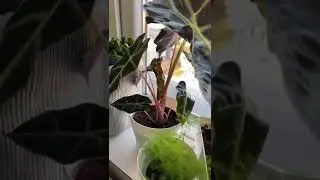 Alocasias light requirements 