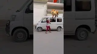 Lion ne attack kardiya 🥲❤️ #shorts