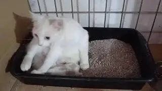 Crias de Gato