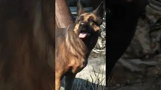 #Dogmeat and #Fallout just go together, but the first one didn't survive most playthroughs...