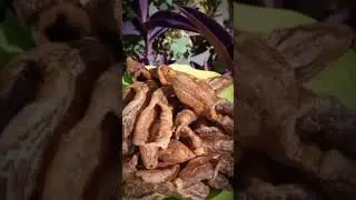 Camilan Laut Madura