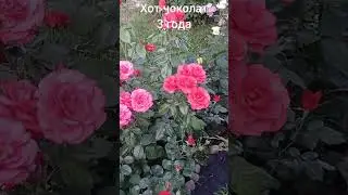 Роза флорибунда 