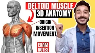 deltoid muscle anatomy 3d | anatomy of deltoid muscle origin and insertion | deltoid muscle movement