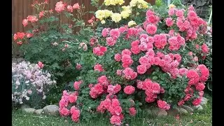FEEDING ROSES IN THE MONTH OF JULY FOR LUXURIOUS FLOWERING