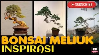 INSPIRASI BONSAI MELIUK LIUK