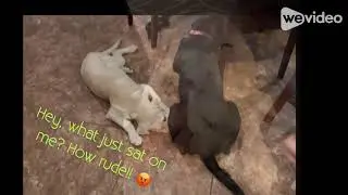 Funny and cute labs!