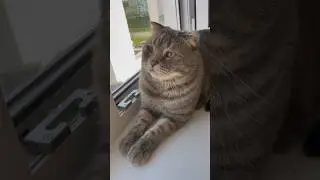 #shortvideo