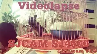 Timelapse chinchilla's review