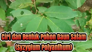 Ciri dan Bentuk Pohon Daun Salam (Syzygium polyanthum)