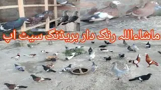Beautiful breeding pigeons 😍