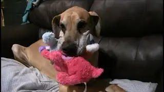 Great Dane LOVES his Stuffed Animals!
