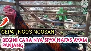 AYAM BANGKOK NAFAS PANJANG TIDAK CEPAT NGOS NGOSAN @entokrambonjali