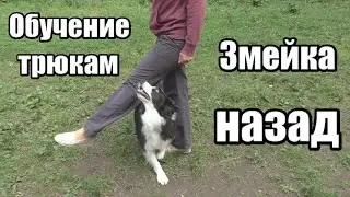 How to Teach Your Dog to Weave Backwards