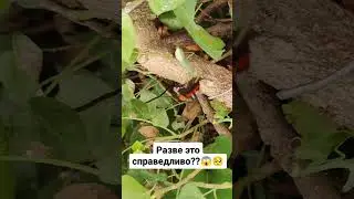 Разве это справедливо???😱🥺 #животные #ужас #природа