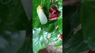 Белокрылка на китайский розе🌹Что делать?