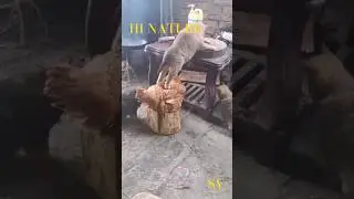 short #funny  #animals  #shorts