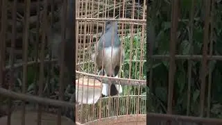 chích chòe than mái hót hay cực đỉnh