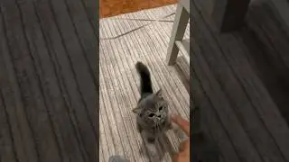 Sevimli kedicik😍 #funny #pets #catcomedy #catvideos #comedymusic #catlover #viral
