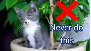 How to take care of a new kitten