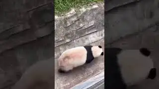 Прокатки панды😍 