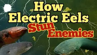 How Do Electric Eels Generate Electricity? (The Shocking Truth!)