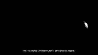 Истоки чистоты. Очищение на клеточном уровне.