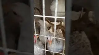 Молодняк растёт! 