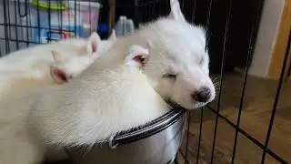 Husky Puppy Sleeps in Bowl