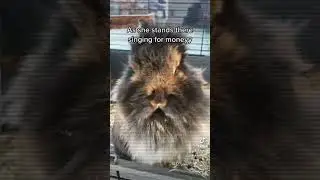 My rabbit is homeless #bunny #animal #animals #rabbit #funny