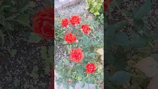 Beautiful roses /Another kind of Roses #shortsvideo #natureplants #flowers #roses #beautifulroses