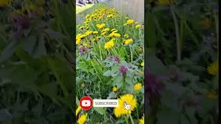 Красивое цветение КУЛЬБАБЫ. #youtubeshorts#одесса #красота #жизнь #flowers