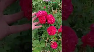 Рен Саммю ( Reine Sammut ) Massad Франция