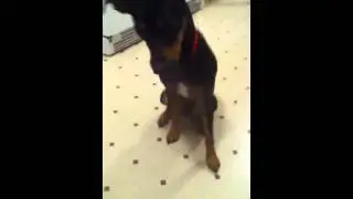 Pinto dog tricks!