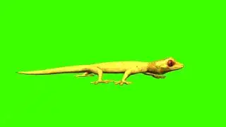Lizard green screen video (2)