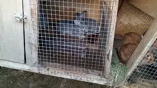 побег из клетки.