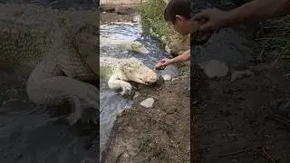 Rare Albino alligator feeding! Only 200 in world!