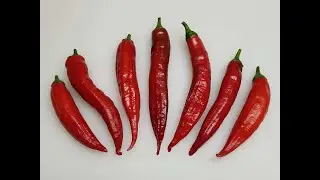 HECHIZO DE SEPARACION CON CHILE (AJI PICANTE) muy efectivo