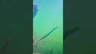 Видеоохота на реке Уруп